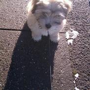 Blanding af racer Simba 