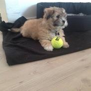 Blanding af racer Simba 