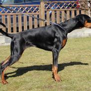 Dobermann Proud Danish Fancy Face(Chica)