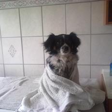 Phalene Putte