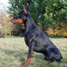 Dobermann otto de altobello