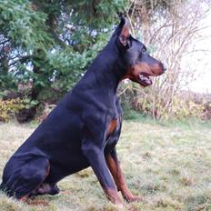 Dobermann otto de altobello