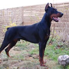 Dobermann otto de altobello
