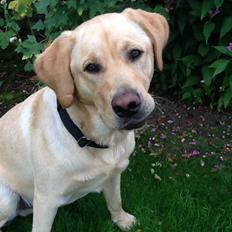 Labrador retriever Mambo aka sneuhyret