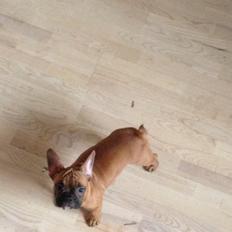 Fransk bulldog Aida (Sille) 