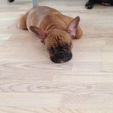 Fransk bulldog Aida (Sille) 