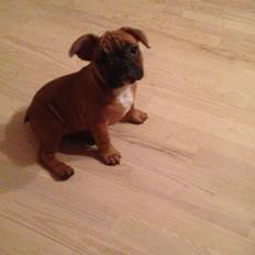 Fransk bulldog Aida (Sille) 