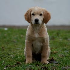 Golden retriever Bella