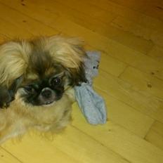 Pekingeser Bella