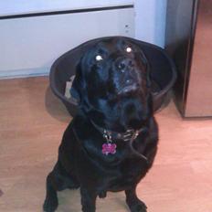 Labrador retriever Pumba (stubbe)