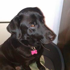 Labrador retriever Pumba (stubbe)