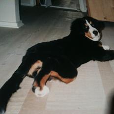 Berner sennenhund Mille † R.I.P †