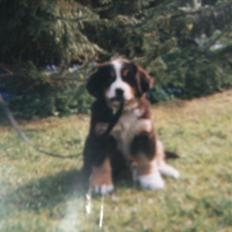 Berner sennenhund Mille † R.I.P †