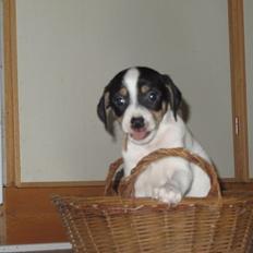 Blanding af racer Bob