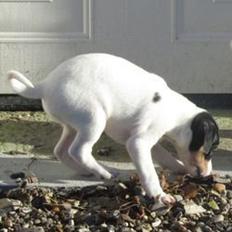 Blanding af racer Bob