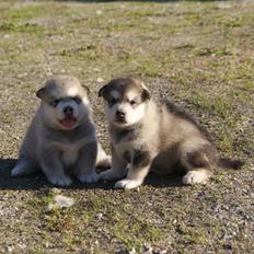 Alaskan malamute Snowcreek Extreme Balto