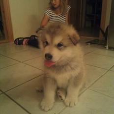 Alaskan malamute Snowcreek Extreme Balto