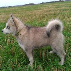 Alaskan malamute Snowcreek Extreme Balto