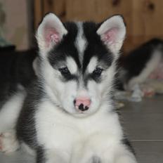 Alaskan malamute Snowcreek Frost-ice Demon