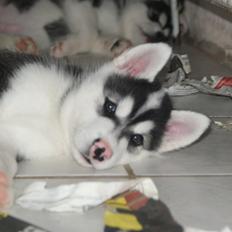 Alaskan malamute Snowcreek Frost-ice Demon