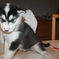 Alaskan malamute Snowcreek Frost-ice Demon