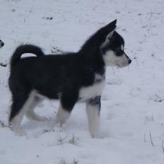 Alaskan malamute Snowcreek Frost-ice Pepzi