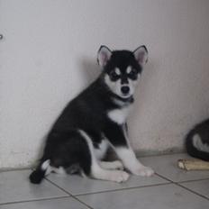 Alaskan malamute Snowcreek Frost-ice Pepzi