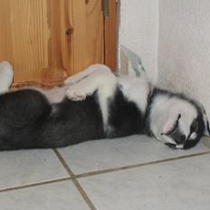 Alaskan malamute Snowcreek Frost-ice Pepzi