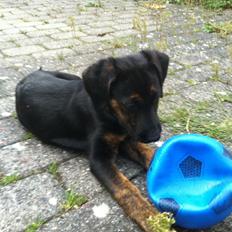 Blanding af racer Jennifer 