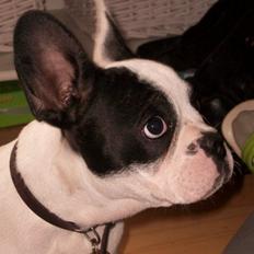 Fransk bulldog † Gizmo †  <3 <3 <3 <3