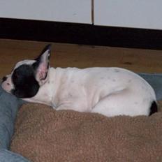 Fransk bulldog † Gizmo †  <3 <3 <3 <3