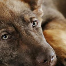 Schæferhund Joy's Sueno