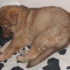 Schæferhund Joy's Sueno