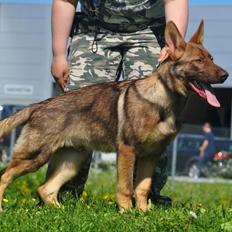 Schæferhund Joy's Sueno