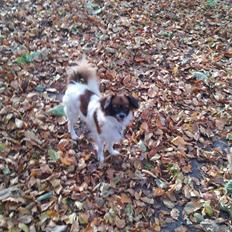 Papillon Disá Demantur