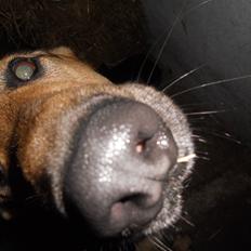 Schæferhund Vaks af Skikkild!