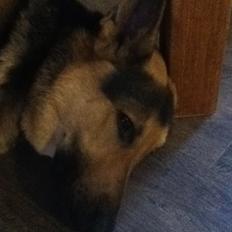 Schæferhund Vaks af Skikkild!