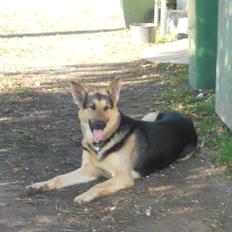 Schæferhund Vaks af Skikkild!
