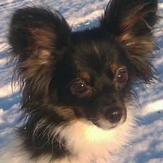 Papillon Malou My Dream