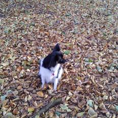 Papillon Malou My Dream