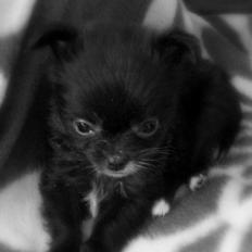 Blanding af racer Armani