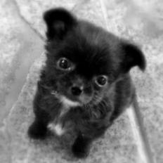 Blanding af racer Armani