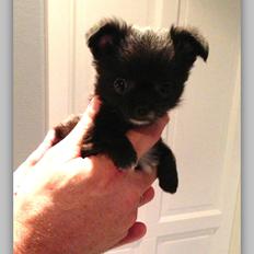 Blanding af racer Armani