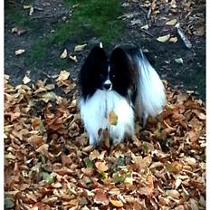 Papillon Gallinas Artemis