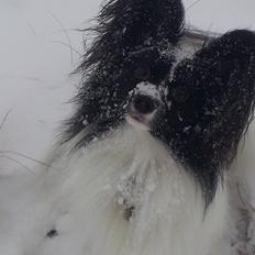 Papillon Gallinas Artemis
