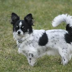 Chihuahua DKCH Milltoffs Angel Heart ~Dixie~