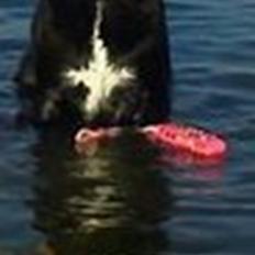 Labrador retriever Pelle