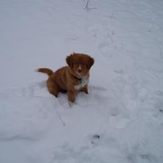 Nova scotia duck tolling retriever Viki