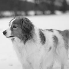 Kooikerhondje Fantwire´s Boefje [HIMMELHUND]