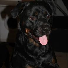Rottweiler Simba